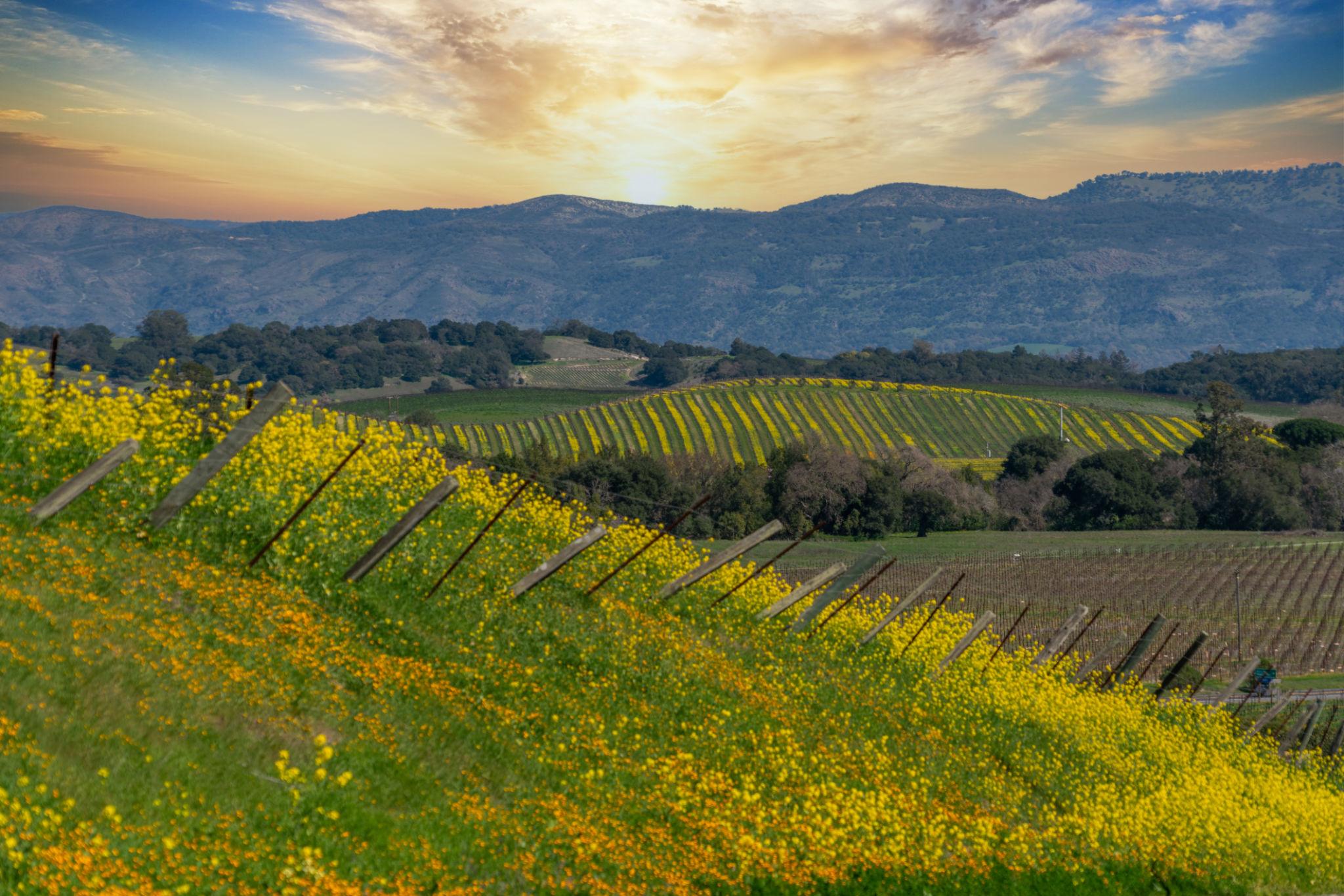 Napa Valley